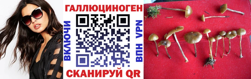 Псилоцибиновые грибы прущие грибы  Геленджик 